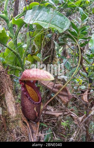 Kannenpflanze (Nepenthes rajah) Mount Kinabalu, Sabah, Borneo. Stockfoto