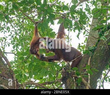 Bornean Orang-Utan (Pongo pygmaeus) Mutter im Baum mit Baby hängen von Zweig, Danum Valley, Sabah, Borneo. Stockfoto