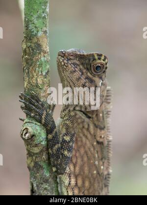 Kurzer Haubenwalddrache (Gonocephalus liogaster) Danum Valley, Sabah, Borneo. Stockfoto