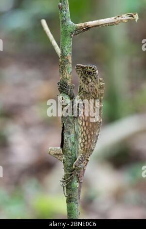 Kurzer Haubenwalddrache (Gonocephalus liogaster) Danum Valley, Sabah, Borneo. Stockfoto