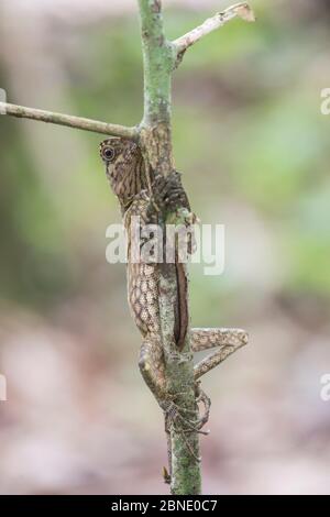 Kurzer Haubenwalddrache (Gonocephalus liogaster) Danum Valley, Sabah, Borneo. Stockfoto