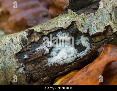 Schleimform (Ceratiomyxa fruticulosa) auf verrottendem Holz in alten Wäldern. Sussex, England, Großbritannien, November. Stockfoto