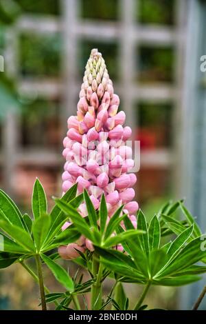 Große Laublupine, Lupinus polyphyllus, großblättrige Lupine, mehrblättrige Lupine, Gartenlupine Stockfoto