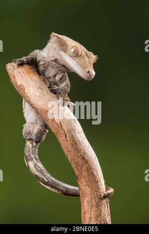 Crested Gecko, (Correlophus Ciliatus) in Gefangenschaft, in Neu-Kaledonien heimisch. Stockfoto