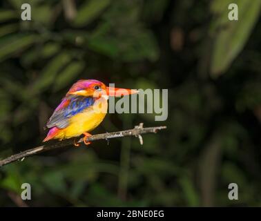 Orientalischer Zwergeisvogel (Ceyx erithaca) Kinbatangan River, Sabah, Borneo Stockfoto