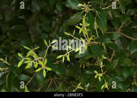 Holm oder Evergreen Eiche (Quercus ilex) Laub. Dorset, Großbritannien, Mai. Stockfoto