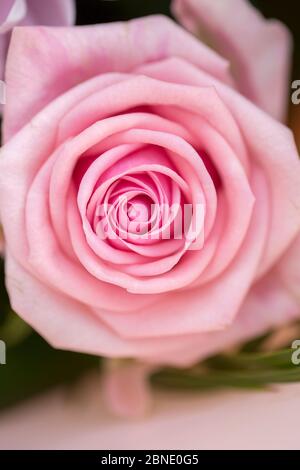 Bouquet von englischen Rosen Stockfoto