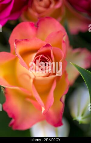 Bouquet von englischen Rosen Stockfoto