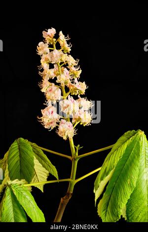 Nahaufnahme einer Rosskastanie Aesculus hippocastanum Blume und Blätter vor einem schwarzen Hintergrund Stockfoto