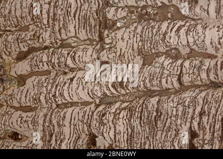 Stromatolith (säulenförmig) fossil, auch als mikrobielle Karbonate, Torgo River Basin, Yakutia, Saha Republic, Russland, Prekambrian. Stockfoto