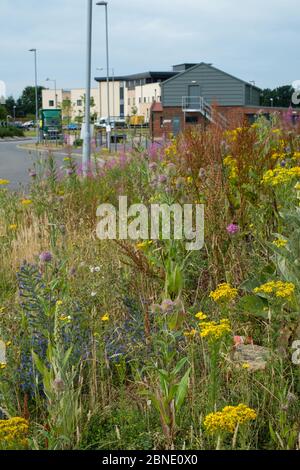 Brachland auf Industriegebiet mit Wildblumen, darunter Ragwort (Senecio jacobaea), Teasel (Dipsacus fullonum) und Viper-Bugloss (Echium vulgare) Stockfoto