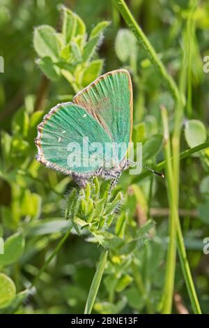 Weibchen Grüner Haarstreifen Schmetterling (Callophrys rubi) Eier legen, Hutchinson's Bank, New Addington, London, England, Mai. Stockfoto