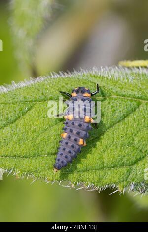 Seven spot Marienkäfer (Coccinella septempunctata) Larve auf Blatt, Brockley Cemetery, Lewisham, London, England, Mai. Stockfoto