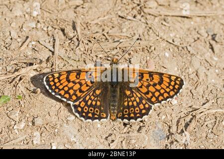 Männlicher Glanville-Friesling (Melitaea cinxia), der sich auf dem Fußweg aufbräunend, Hutchinson's Bank, New Addington, London, England, Mai. Stockfoto