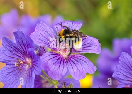Vestal Bumblebee (Bombus vestalis) auf Purple Geranium (Geranium x magnificum), Gartengrenze, Herefordshire, England. Stockfoto