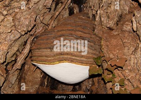 Südliche Bracket (Ganoderma australe), wächst auf der Londoner Ebene (Platanus x acerifolia), The Weir Garden, National Trust, Herefordshire, England. Stockfoto