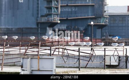 Die Möwen sitzen auf einem rostigen Geländer im Hafen von Sankt Petersburg, Russland Stockfoto