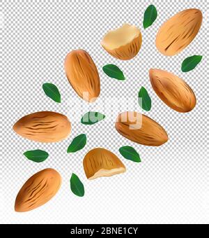 Almonds nuts with green leaf on transparent background. Almond flying from different angles. 3D realistic nuts rich in vitamins. Natural product. Vector illustration. Stock Vektor