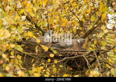 Tauben aus Holz (Columba palumbus), die die Brutzeit auf dem Nest tauschen, Birke aus Flausch (Betula pubescens), Herefordshire, England, Großbritannien, Oktober. Stockfoto