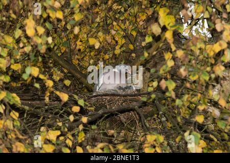 Holztaube (Columba palumbus) sitzt auf Nest mit zwei Jungvögel / Küken, Nest in Downy Birch (Betula pubescens), Herefordshire, England, UK, O Stockfoto