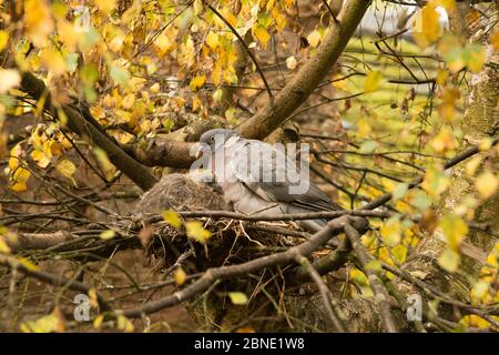 Taube (Columba palumbus) Paar und Jungfalter/Küken im Nest, Birke (Betula pubescens), Herefordshire, England, Großbritannien, Oktober. Stockfoto