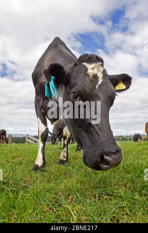 Kuriose Friesian-Jersey Kreuzkuh (Bos taurus) Porträt, Ashley Clinton, Hawkes Bay, Neuseeland, September. Stockfoto