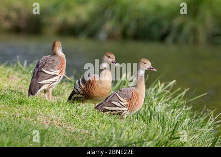 Drei pfeifende Enten (Dendrocygna eytoni) Tatamatena, Hawkes Bay, Neuseeland, November. Stockfoto