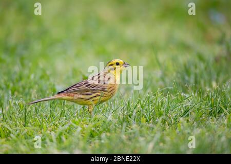 Rüden-Gelbhammer (Emberiza citrinella) füttert auf einem Rasen, Anderson Park, Tamatena, Napier, Hawkes Bay, Neuseeland, September. Int Stockfoto