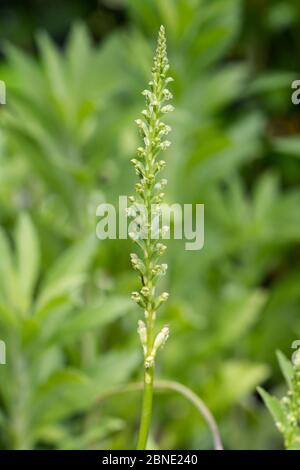 Zwiebelorchidee (Microtis unifolia) in Blüte, Motuara Island, Marlborough, Neuseeland, November. Stockfoto