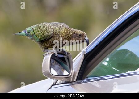Kea (Nestor notabilis) steht auf dem Flügelspiegel eines Autos und schaut durch das teilweise geöffnete Autofenster, Homer Tunnel, Fiordland, Neuseeland, Novem Stockfoto