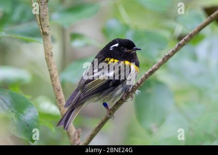 Männlicher Stitchbird (Notiomystis cincta) auf einem Zweig im Wald unter dem Vordach, Tiritiri Matangi Island, Auckland, Neuseeland, Oktober, verwundbare s Stockfoto