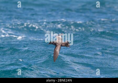 Rußiges Scherwasser (Puffinus griseus), das tief über dem Meer vor Kaikoura, Canterbury, Neuseeland, im November fliegt. Stockfoto