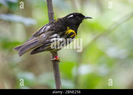 Männlicher Stitchbird (Notiomystis cincta) auf einem Zweig im Wald unter dem Vordach, Tiritiri Matangi Island, Auckland, Neuseeland, Oktober, verwundbar Stockfoto