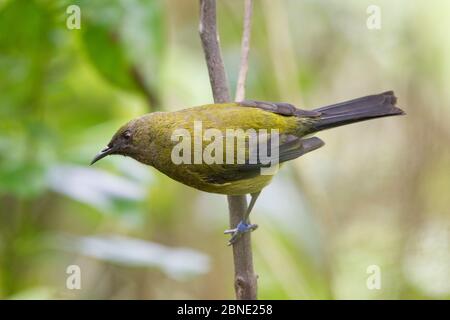 Männlicher neuseeländischer Glockenvogel (Anthornis melanura) auf einem Zweig, Tiritiri Matangi Island, Auckland, Neuseeland, Oktober. Stockfoto