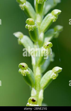 Zwiebelorchidee (Microtis unifolia), Nahaufnahme von Blumen, Motuara Island, Marlborough, Neuseeland, November. Stockfoto