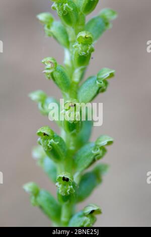 Zwiebelorchidee (Microtis unifolia), Nahaufnahme von Blumen, Motuara Island, Marlborough, Neuseeland, November. Stockfoto