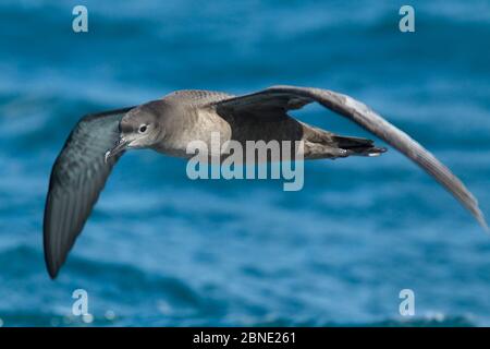 Rußiges Scherwasser (Puffinus griseus), das über dem Meer vor Kaikoura, Canterbury, Neuseeland, im November fliegt. Stockfoto