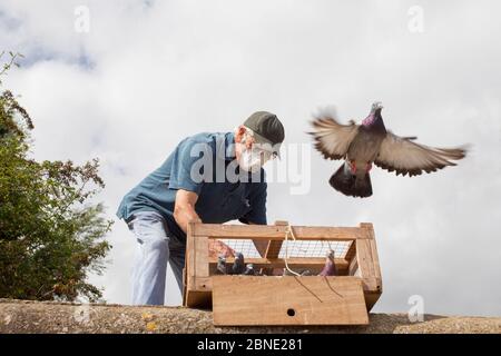 Taubenfantasier mit Gesichtsmaske, der seine Renntauben (Columba livia) aus einer Kiste für einen Trainingsflug zurück zu ihrem Loft, Goldcliff, Monm, löst Stockfoto