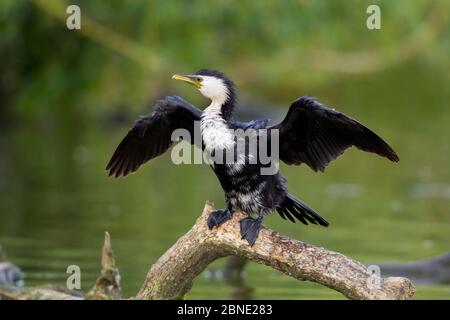 Kleiner Zwergkormoran (Phalacrocorax melanoleucos) trocknend mit ausgestreckten Flügeln, auf Ast, Hawkes Bay, Neuseeland, November. Stockfoto