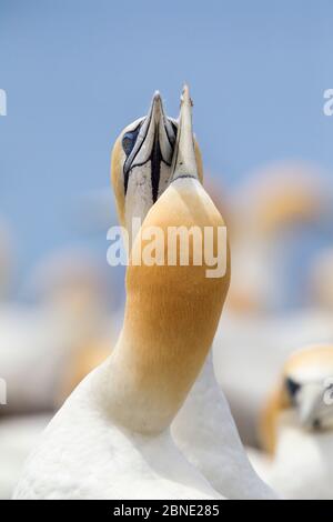 Australasian Gannet (Morus Serrator) Paar Kreuzscheine, wie sie sich gegenseitig an ihrem Nestplatz, Cape Kidnappers, Hawkes Bay, Neuseeland, N Stockfoto