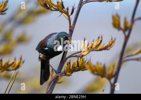 TUI (Prosthemadera novaeseelandiae) mit Pollen am Schnabel auf neuseeländischem Flachs (Phormium), Te Awanga Lagoon, Hawkes Bay, Neuseeland, November Stockfoto