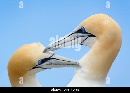 Australasian Gannet (Morus Serrator) Paar gegenseitig prering während der Balz an ihrem Nest Ort, Cape Kidnappers, Hawkes Bay, Neuseeland, November. Stockfoto