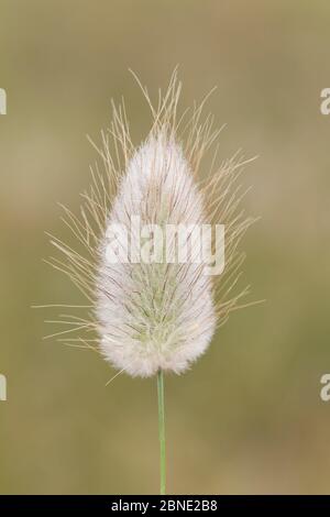 Hare-Schwanzgras (Lagurus ovatus) Blütenrispe, Cape Kidnappers, Hawkes Bay, Neuseeland, November. Stockfoto