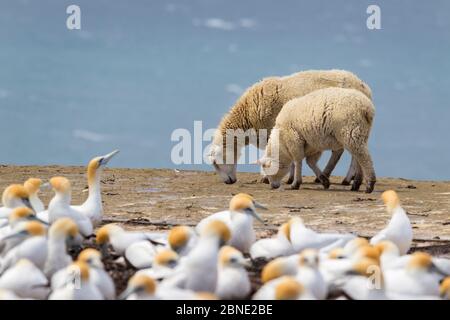 Hausschaf (Ovis widder) Schafe und Lamm, zu Fuß vorbei Australasian Gannet (Morus Serrator) Zucht Kolonie, mit dem Meer im Hintergrund Cape, Kidn Stockfoto