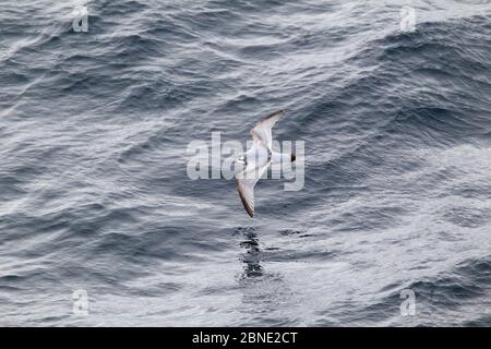 Antarktischer Prion (Pachyptila desolata), der knapp über der Meeresoberfläche fliegt, Südatlantik, Dezember. Stockfoto