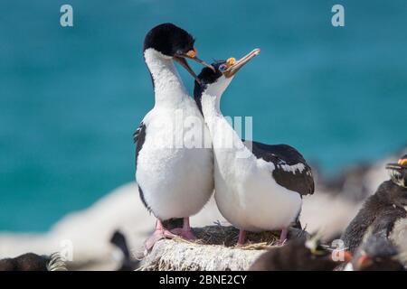 Kaisershag (Phalacrocorax atriceps atriceps) Paar courting an ihrem Nestplatz, Saunders Island, Falklandinseln, Südatlantik, Dezember. Stockfoto