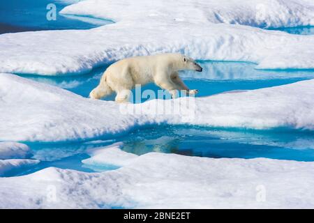 Junger Eisbär (Ursus maritimus), der über schmelzendes Meereis läuft, Scott Inlet, Baffin Island, kanadische Arktis, August. Gefährdete Arten. Stockfoto