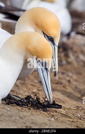 Australasian Basstölpel (Morus Serrator) Paar zeigt Balz Verhalten an ihrem Nest, Cape Kidnappers, Hawkes Bay, Neuseeland, November. Stockfoto