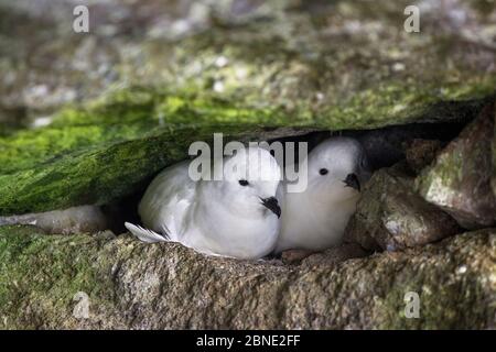 Schneesturmvogel (Pagodroma nivea) Paar huddle zusammen an ihrem Nestplatz in einem Felsspalt, Brown Bluff, Antarktische Halbinsel, Antarktis, Januar. Stockfoto