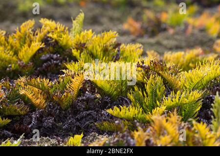 Großer Farn (Blechnum magellanicum) wächst in der Nähe der Küste, und fangen das Licht, Gypsy Cove, Falklandinseln, Südatlantik, Januar. Stockfoto